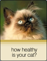 How healthy is your cat?