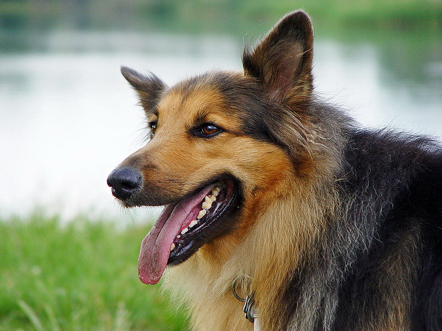 Kennel Cough In Dogs