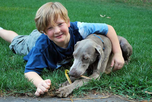 animal assisted therapy