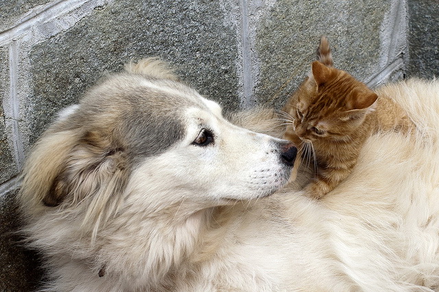 pet therapy - cats and dogs